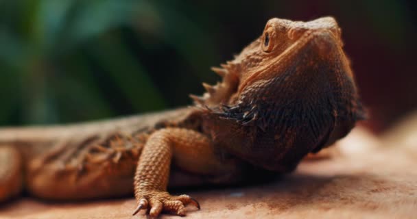 Бородатый Дракон Известный Погона Сидит Ветке Дерева Рептилия Живёт Австралии — стоковое видео