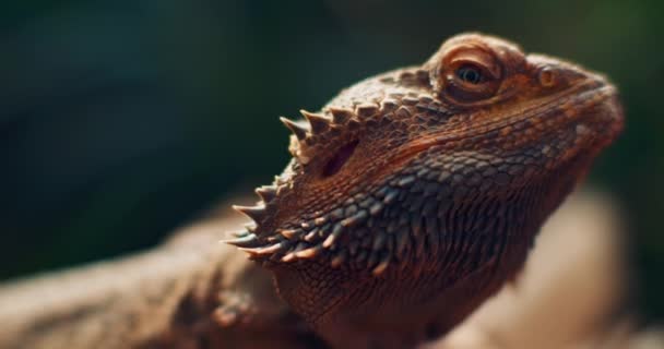 Бородатый Дракон Известный Погона Сидит Ветке Дерева Рептилия Живёт Австралии — стоковое видео
