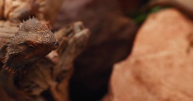 Sakallı ejderha, Pogona olarak da bilinir, bir kayanın üzerinde oturuyor. Bu sürüngen Avustralya 'da vahşi çölde yaşıyor. Yaklaş, yavaş hareket et, Shallow Dof. B-filmi. BMPCC 4K