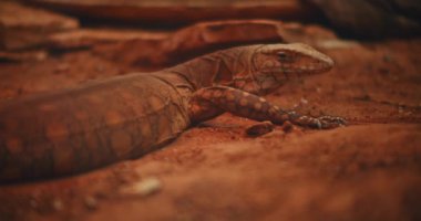 Perentie (Varanus giganteus), Avustralya 'daki en büyük kertenkele gözlemcisidir. Yaklaş, yavaş hareket et, Shallow Dof. B-filmi. BMPCC 4K