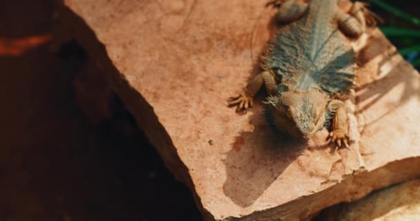 Vousatý Drak Známý Také Jako Pogona Sedí Skále Plaz Žijící — Stock video