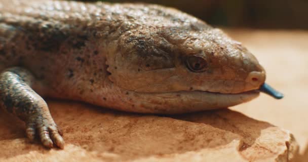 蓝舌蜥蜴 也被称为蓝舌蜥蜴 Blue Tongued Skink 伸出它的舌头 这种爬行动物生活在澳大利亚的沙漠野生动物 慢动作 Bmpcc — 图库视频影像