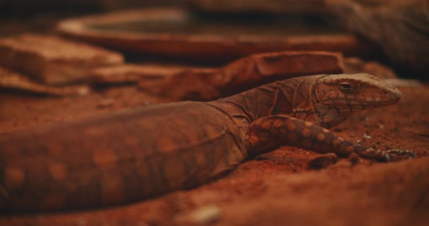 Perentie Varanus Giganteus Maior Lagarto Monitor Austrália Deitado Chão Fechando — Vídeo de Stock