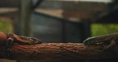 Bir ağaç dalında birbirine doğru hareket eden iki dantel izleyici kertenkele. Yaklaş, yavaş hareket et, Shallow Dof. B-filmi. BMPCC 4K