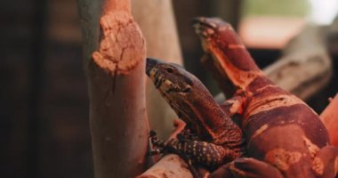 Ağaç dalında oturan iki dantel izleyici kertenkele. Yaklaş, yavaş hareket et, Shallow Dof. B-filmi. BMPCC 4K
