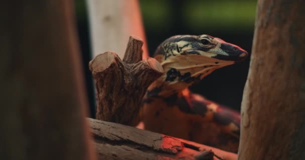 Spetsmonitorn Även Känd Som Trädgoanna Bakom Trädgrenarna Tittar Sidan Läs — Stockvideo