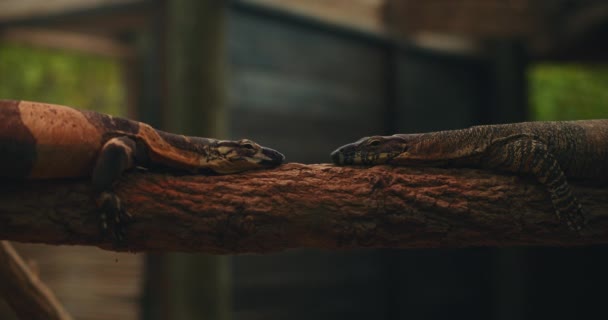 Dos Lagartos Monitores Encaje Descansando Sobre Una Rama Árbol Cierra — Vídeos de Stock