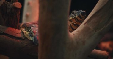 Ağaç dallarının arkasındaki ağaç goanna olarak da bilinen iki Lace gözlemcisi kertenkele. Yaklaş, yavaş hareket et, Shallow Dof. B-filmi. BMPCC 4K