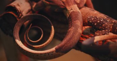 Dantel monitörün kuyruğunu kapat, diğer adıyla ağaç goanna. Yavaş hareket et, Shallow Dof. B-filmi. BMPCC 4K