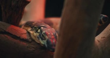 Ağaç dallarının arkasındaki ağaç goanna olarak da bilinen iki Lace gözlemcisi kertenkele. Yaklaş, yavaş hareket et, Shallow Dof. B-filmi. BMPCC 4K