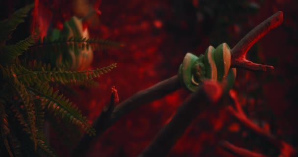 绿色的树蟒蛇挂在树枝上 Bmpcc — 图库视频影像