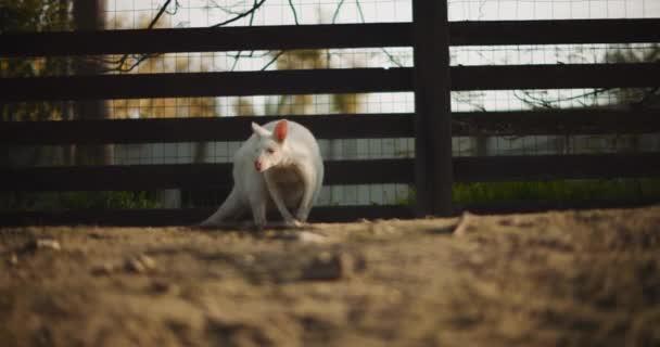 Adult Albino Red Necked Wallaby Farm Also Called Bennett Wallaby — Stock Video