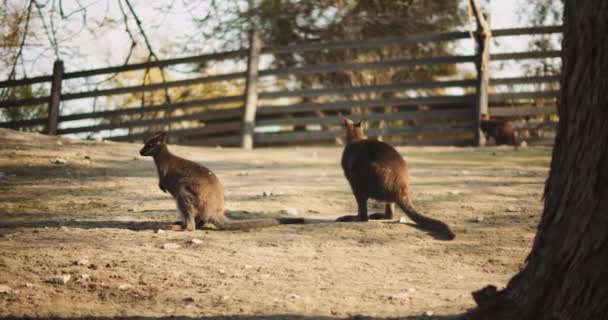 Couple Red Necked Wallabies Also Called Bennett Wallabies Farm Sunset — Stock Video