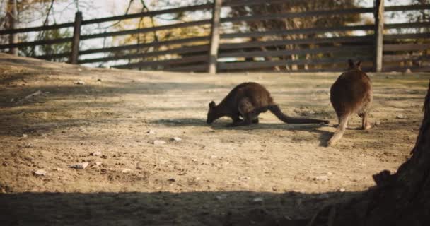 Paio Wallaby Dal Collo Rosso Chiamati Anche Wallaby Bennett Una — Video Stock