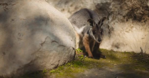 Sárga Lábú Sziklafalú Wallaby Korábbi Nevén Gyűrűsfarkú Wallaby Szikla Mögött — Stock videók