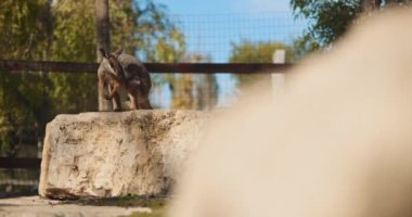 Sarı ayaklı kaya valabisi, eskiden halka kuyruklu valabisi olarak bilinirdi, kayanın üzerinde duruyordu. Bmpcc 4k