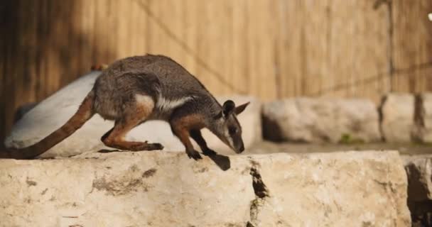Close Yellow Footed Rock Wallaby Formerly Known Ring Tailed Wallaby — Stock Video