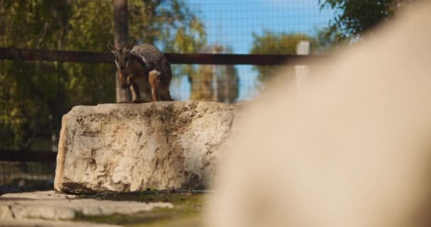 Rocha Wallaby Pés Amarelos Anteriormente Conhecido Como Wallaby Cauda Anelada — Vídeo de Stock