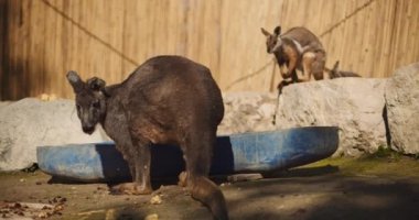 Yaygın wallaroo, diğer adıyla tepe wallaroo yiyecek yiyor, arka planda kırmızı ayaklı kaya valabisi, yavaş çekim. Bmpcc 4k