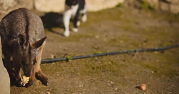 Gulfotad Rock Wallaby Tidigare Känd Som Ringsvansad Wallaby Äter Majs — Stockvideo