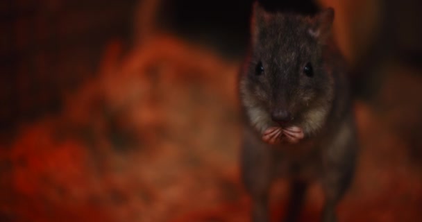 Fechar Woylie Bettong Cauda Escova Comendo Verme Woylie Extremamente Rara — Vídeo de Stock