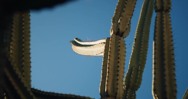 Gran Cactus Verde Frente Cielo Azul Día Soleado Cerca Cámara — Vídeos de Stock