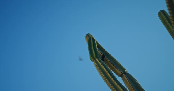 Velký Zelený Kaktus Před Modrou Oblohou Slunečného Dne Zblízka Zpomaleně — Stock video