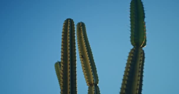 Gran Cactus Verde Frente Cielo Azul Día Soleado Cerca Cámara — Vídeos de Stock