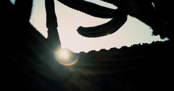 Силует Великого Кактуса Сонячним Спалахом Заході Сонця Мала Глибина Різкості — стокове відео