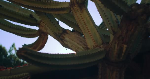 Cactus Verde Grande Frente Cielo Azul Con Resplandor Del Sol — Vídeos de Stock