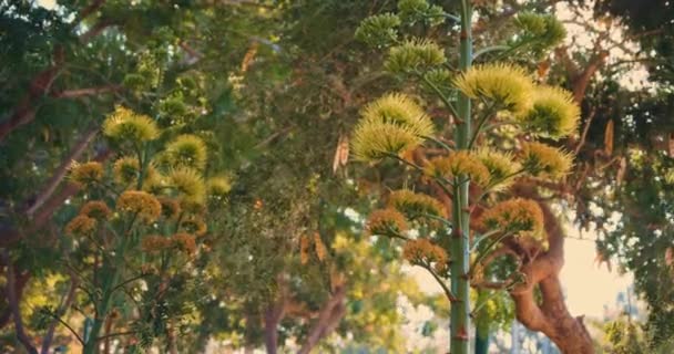 Kuning Agave Mekar Penuh Depan Pohon Hijau Besar Latar Belakang — Stok Video