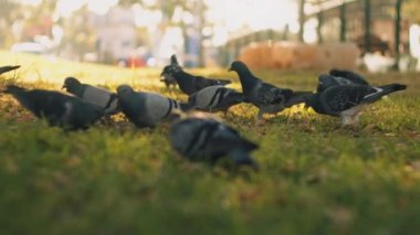 Parktaki yeşil çimlerde yemek yiyen şehir güvercinlerini kapatın. Düşük açı, yavaş çekim, sığ alan derinliği. BMPCC 4K