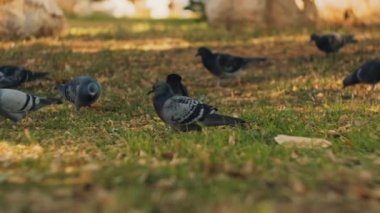 Parktaki yeşil çimlerde yemek yiyen şehir güvercinlerini kapatın. Düşük açı, yavaş çekim, sığ alan derinliği. BMPCC 4K