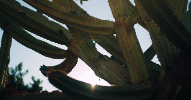 Cactus Verde Grande Frente Cielo Azul Con Resplandor Del Sol — Vídeos de Stock