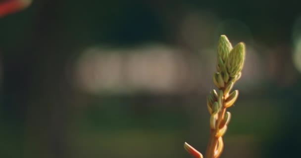 Primer Plano Aloe Vera Flor Aire Libre Hermoso Fondo Bokeh — Vídeos de Stock