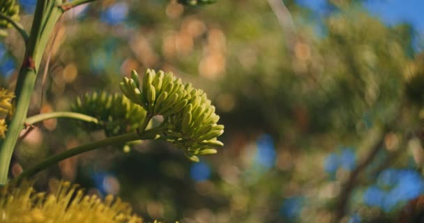 Κίτρινο Αγαύη Πλήρη Άνθιση Όμορφο Φόντο Bokeh Κοντά Bmpcc — Αρχείο Βίντεο