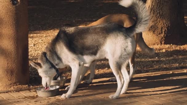 Close Van Twee Honden Die Een Zonnige Dag Water Drinken — Stockvideo