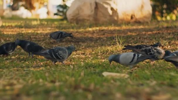 Close Pombos Cidade Comendo Comida Grama Verde Parque Ângulo Baixo — Vídeo de Stock