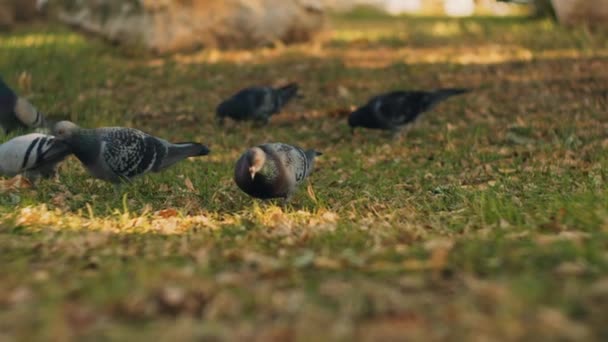 Primer Plano Palomas Ciudad Comiendo Comida Hierba Verde Parque Ángulo — Vídeo de stock