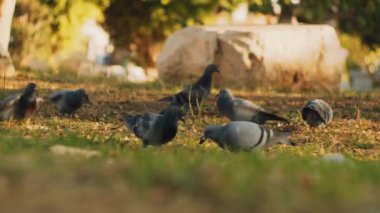 Bir grup şehir güvercini çimlerin üzerinde uçuyor ve yaprakları kanatlarıyla uçuruyor. Düşük açı, yavaş çekim, sığ alan derinliği. BMPCC 4K