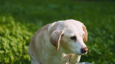 Sevimli beyaz Beagle-Labrador köpekleri karıştırıyor. Güneşli bir günde, açık havada, kovanın içinde otururken. Yavaş Hareket, ŞALLOW Dof, BMPCC 4K 