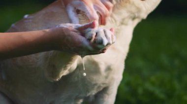 Güneşli bir günde, parkta, açık havada köpeğinin patisini sabunla yıkayan bir adam. Yaklaş, Yavaş Hareket, Kısık Dof, BMPCC 4K  