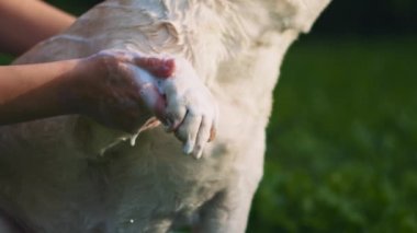 Güneşli bir günde, parkta, dışarıda köpekleri sabunla karıştıran sevimli beyaz bir Beagle-Labrador yıkayan biri. Yaklaş, Yavaş Hareket, Kısık Dof, BMPCC 4K  