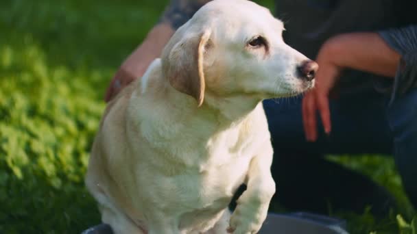 Adorable Perro Blanco Beagle Labrador Mezcla Ser Mascota Dueño Mientras — Vídeos de Stock