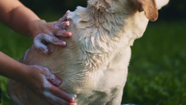 愛らしい白いビーグル ラブラドールを洗う人は 晴れた日に公園 屋外で石鹸と犬を混ぜます スローモーション シャロードーフ Bmpcc — ストック動画