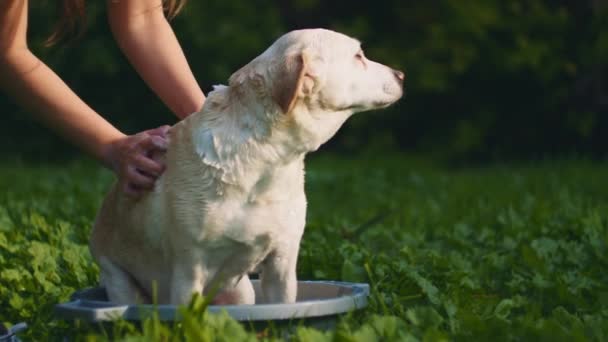 Una Persona Che Lava Adorabile Bianco Beagle Labrador Mescolare Cane — Video Stock