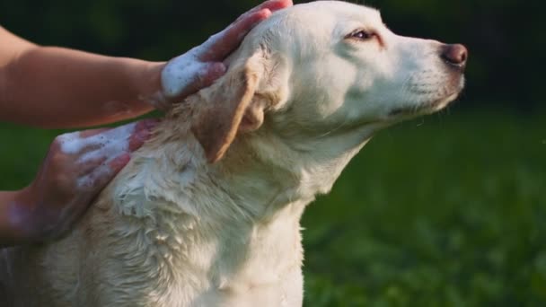 Человек Стирающий Очаровательный Белый Бигл Лабрадор Смешивает Собаку Мылом Парке — стоковое видео