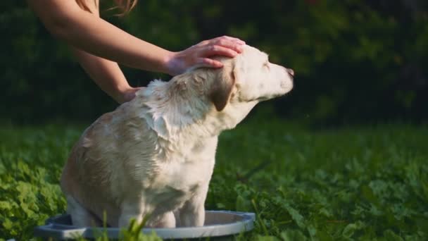 Güneşli Bir Günde Parkta Dışarıda Köpekleri Sabunla Karıştıran Sevimli Beyaz — Stok video