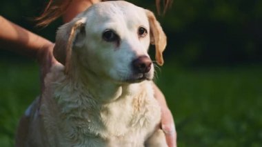 Güneşli bir günde, parkta, açık havada, sevimli beyaz Beagle-Labrador köpeğini sevgiyle nazikçe yıkayan biri. Yaklaş, Yavaş Hareket, Kısık Dof, BMPCC 4K  