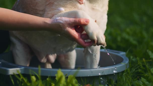 在阳光明媚的一天 公园里 一个人在户外用肥皂洗可爱的白色小猎犬和拉布拉多犬的爪子 慢动作 Bmpcc — 图库视频影像